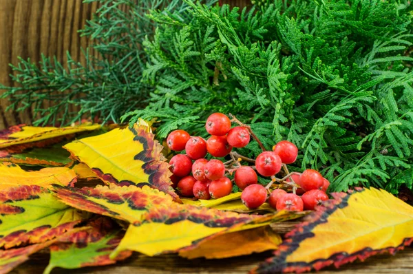 Bella composizione autunnale su sfondo di legno — Foto Stock