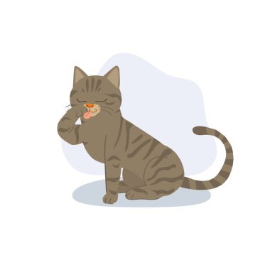 a cute brown tabby cat sits calmly licking its paw during grooming