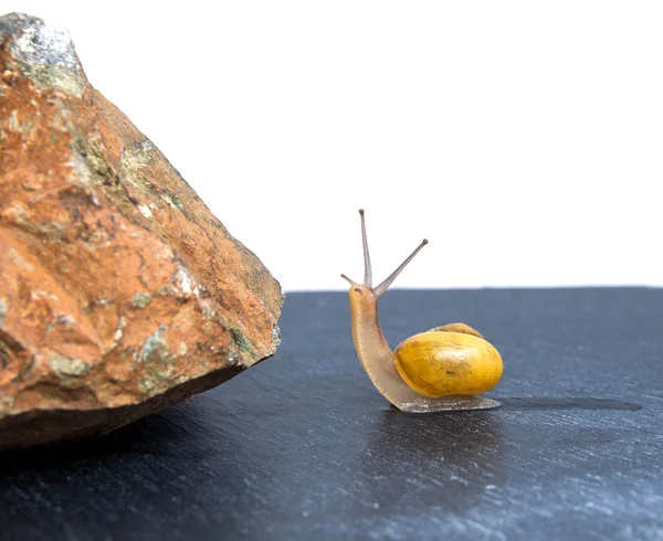 Snail in front of the obstacle — Stock Photo, Image