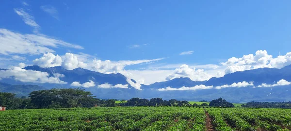 Mulanje Dağı, çay tarlalarıyla kaplı bulutlarla kaplı.