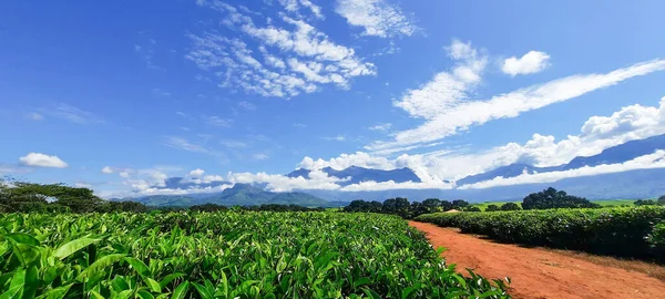 Der Berg Mulanje Und Die Straße Durch Die Teeplantagen — Stockfoto