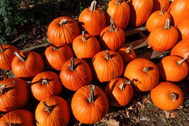 Cornwall, Connecticut, ABD Cadılar Bayramı balkabakları Beacon Hill 'in merdivenlerinde.