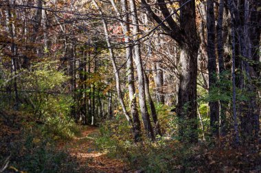 Cornwall, Ct, USA Sonbahar yaprakları ve sonbahar renkleri.