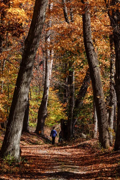 シャロンCt 紅葉や紅葉の森を歩く人々 — ストック写真