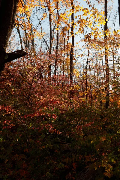 シャロンCt Usa秋の紅葉 — ストック写真