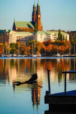 Stockholm, İsveç Bir balıkçıl uçar.