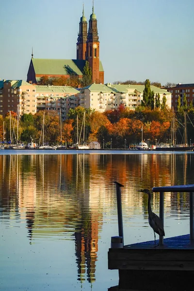 Stoccolma Svezia Airone Appollaiato Molo — Foto Stock