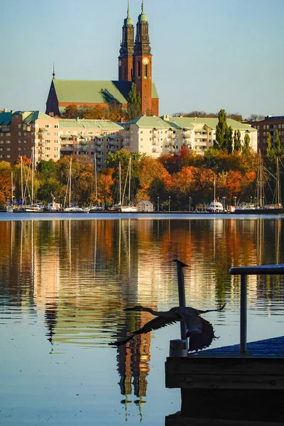 Stockholm Sweden Heron Takes Flight — Stock Photo, Image