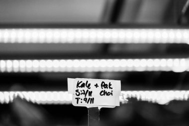 Stockholm, İsveç Salataları kapalı bir hidrofonik çiftlikte yetişiyor..