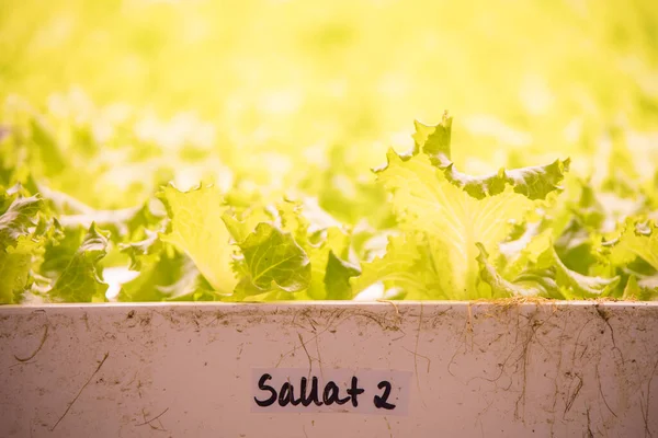 Stockholm Suède Légumes Cultivés Dans Une Ferme Intérieur Hyrdoponique — Photo