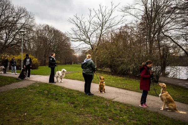 ストックホルム スウェーデン犬はリルホルメンの公園の道を歩く — ストック写真