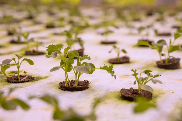 Stockholm Suède Légumes Cultivés Dans Une Ferme Intérieur Hyrdoponique — Photo