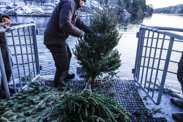 Stockholm Švédsko Představitelé Města Vypouštějí Vánoční Stromky Vodních Cest Aby — Stock fotografie