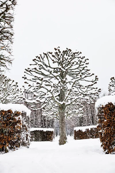 Stockholm Sveç Karda Drottningholm Kraliyet Sarayı Nın Bahçesinde Ağaçlarla Çevrili — Stok fotoğraf