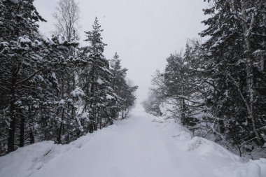 Musko, İsveç Kar fırtınası sırasında ormanda bir yol.