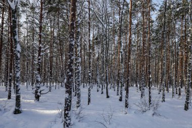 Fituna, İsveç Karda ağaçlık bir arazi.