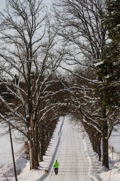 瑞典菲图纳一个人和一只狗在雪地里沿着一条长满树木的小巷散步 — 图库照片