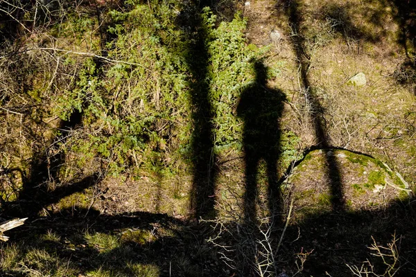 Stockholm, Sweden The shadow of a man hiking in the woods.