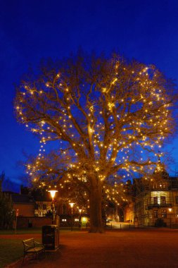 Lund, İsveç geceleri katedral parkında büyük aydınlatılmış bir ağaç..