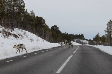 Nikkaluokta, İsveç Yol kenarında otlayan bir ren geyiği sürüsü.