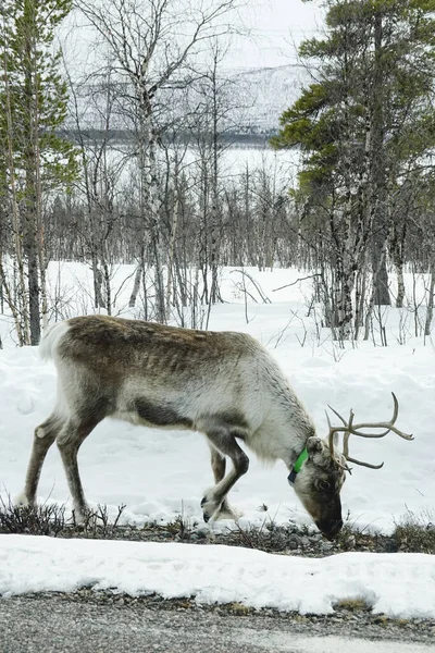 Nikkaluokta Suecia Reno Pastando Lado Carretera — Foto de Stock