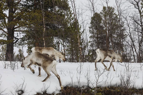 瑞典Nikkaluokta一群驯鹿在路边放牧 — 图库照片