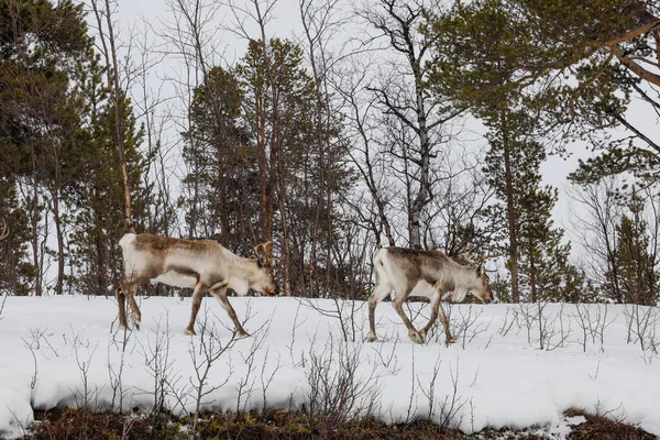 瑞典Nikkaluokta一群驯鹿在路边放牧 — 图库照片