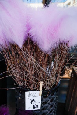 Stockholm, İsveç Paskris olarak bilinen Paskalya çiçekleri bir çiçekçide Alvsjo banliyösünde sergileniyor..