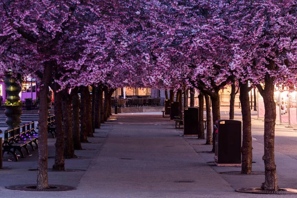 Stockholm Švédsko Každoroční Květy Třešní Kungstradgarden Noci — Stock fotografie