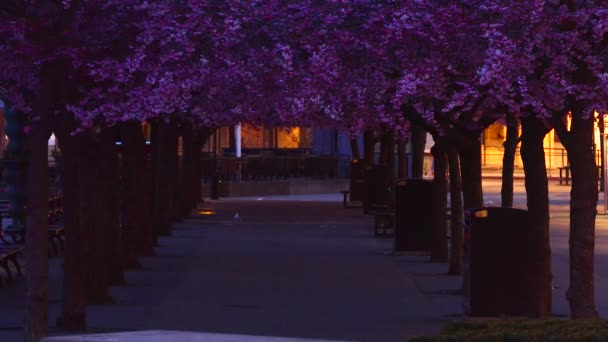 Stockholm Suède Les Fleurs Annuelles Cerisier Dans Kungstradgarden Nuit — Video