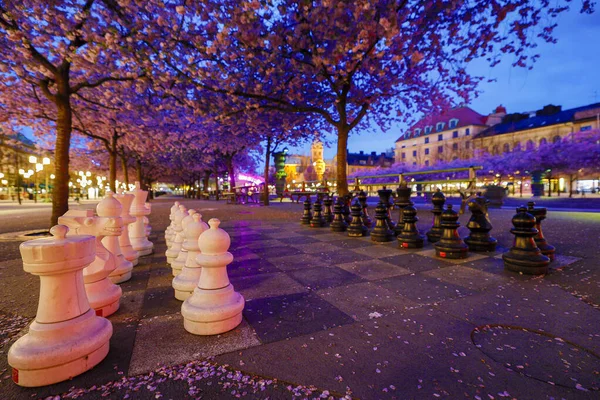 Stockholm Sveç Kungstradgarden Yıllık Kiraz Çiçekleri Kiraz Ağaçları Bir Satranç — Stok fotoğraf
