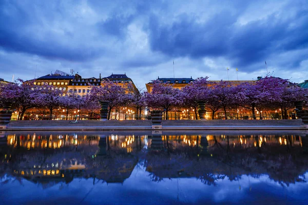 Stockholm Sveç Kungstradgarden Yıllık Kiraz Çiçekleri Kiraz Ağaçları — Stok fotoğraf
