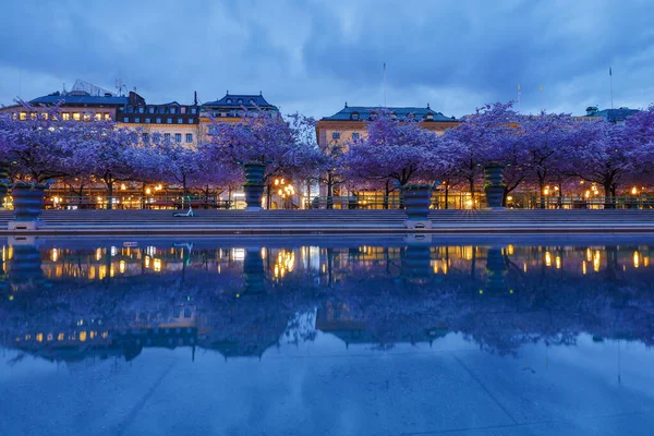 ストックホルム スウェーデン Kungstradgardenの桜と桜 — ストック写真