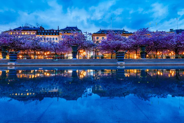 Stockholm Sveç Kungstradgarden Yıllık Kiraz Çiçekleri Kiraz Ağaçları — Stok fotoğraf