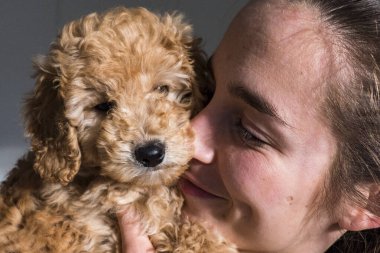 Stockholm, İsveç Sahibi ile evde bir Bichon Poo köpeği.