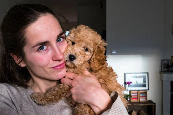 Stockholm Švédsko Bichon Poo Dog Home Its Owner — Stock fotografie