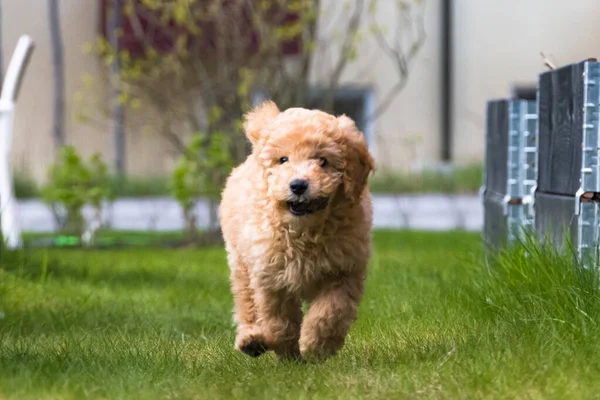 Stockholm Schweden Ein Bichon Poo Hund Läuft Auf Dem Gras — Stockfoto