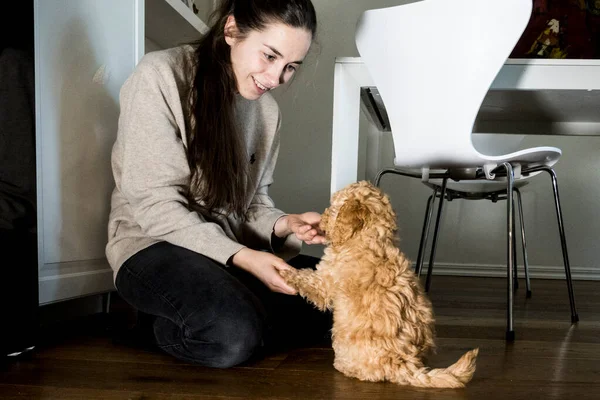 Estocolmo Suecia Perro Bichon Poo Casa Con Comportamiento Entrenamiento Propietario — Foto de Stock