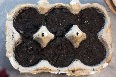 Stockholm, İsveç Yumurta paketinde büyüyen bir tohum.