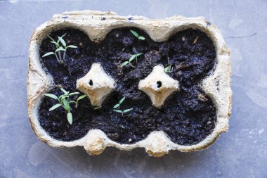 Stockholm, İsveç Yumurta paketinde büyüyen bir tohum.