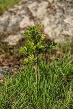 Stockholm, İsveç Ormanda büyüyen bir fidan.