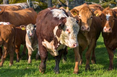 Vasteras, İsveç Yeşil bir alanda İnekler.