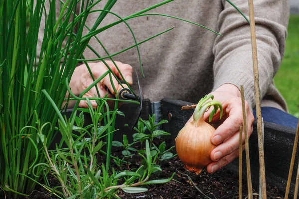Stockholm Suède Une Femme Plante Oignon Dans Une Boîte Jardin — Photo