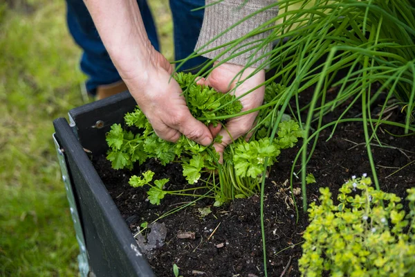 Stockholm Suède Une Femme Tire Persil Une Boîte Jardin — Photo