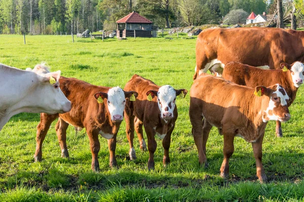 Vasteras Szwecja Krowy Zielonym Polu — Zdjęcie stockowe