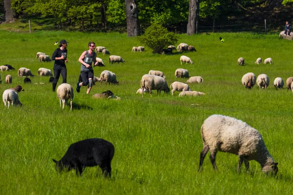 Stockholm Sverige Löpare Som Springer Mitt Bland Fårbete Norra Djurgården — Stockfoto