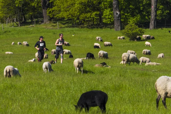 Stockholm Suède Des Coureurs Milieu Pâturage Des Moutons Dans Quartier — Photo