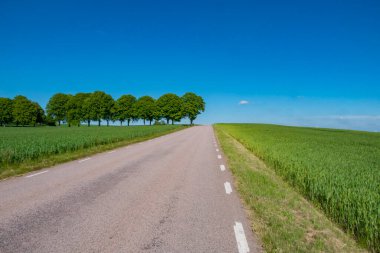Skane, İsveç Yazın büyüyen buğday tarlası ve boş bir yol.