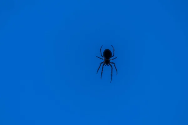 Uma Pequena Aranha Pendurada Uma Teia — Fotografia de Stock