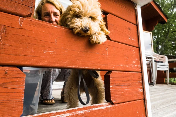 Estocolmo Suecia Cachorro Bichpoo Inclina Hacia Una Abertura Porche Como — Foto de Stock